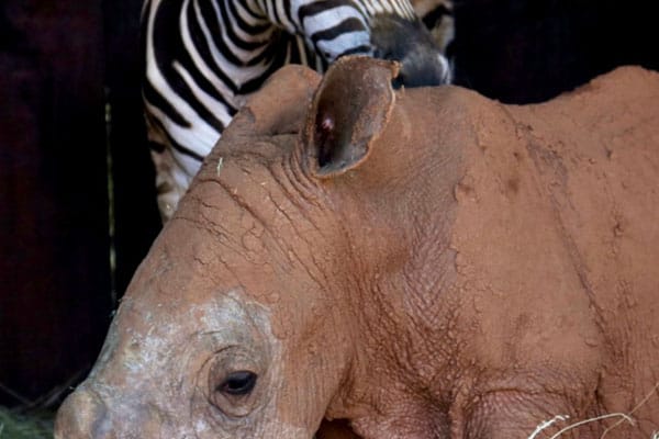 Care for Wild Newsletter