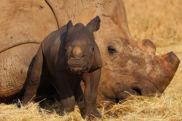 Care for Wild Newsletter