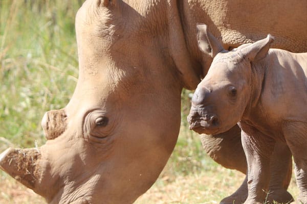 Care for Wild Newsletter