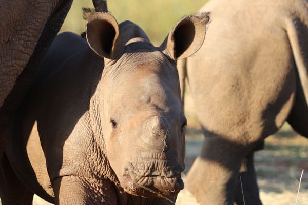 Care for Wild Newsletter