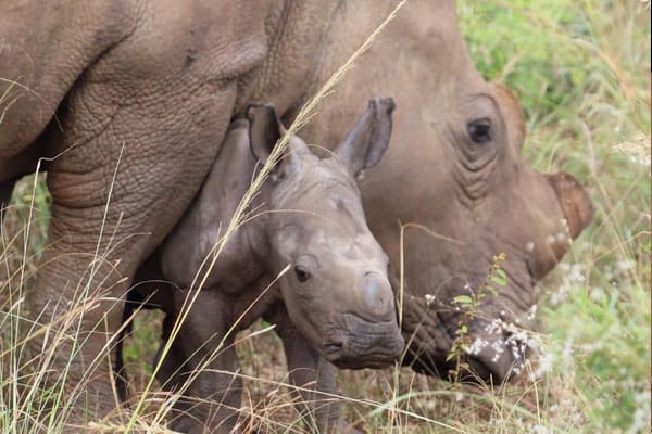 Care for Wild Newsletter