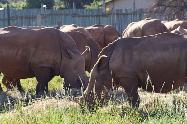 Care for Wild Newsletter