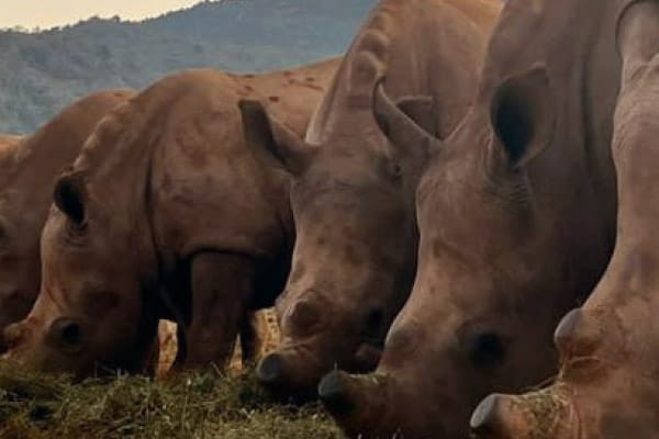 Care for Wild Newsletter