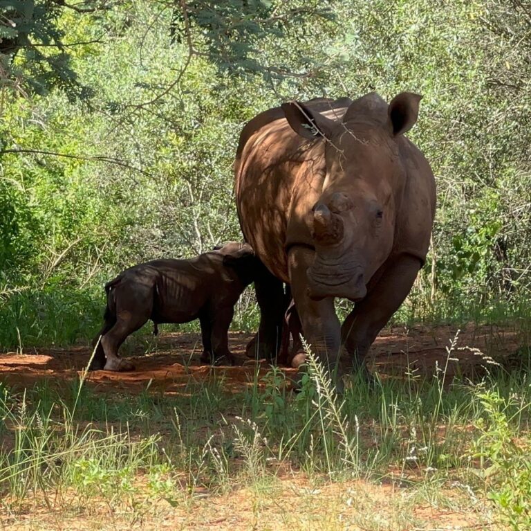 Life After Release: Why Rewilded Rhinos Still Need You