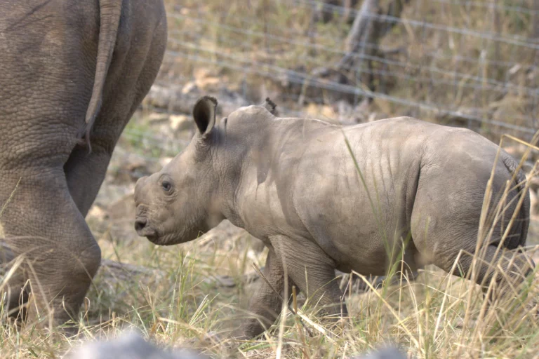 From a Poaching Scene to Rewilding and Release