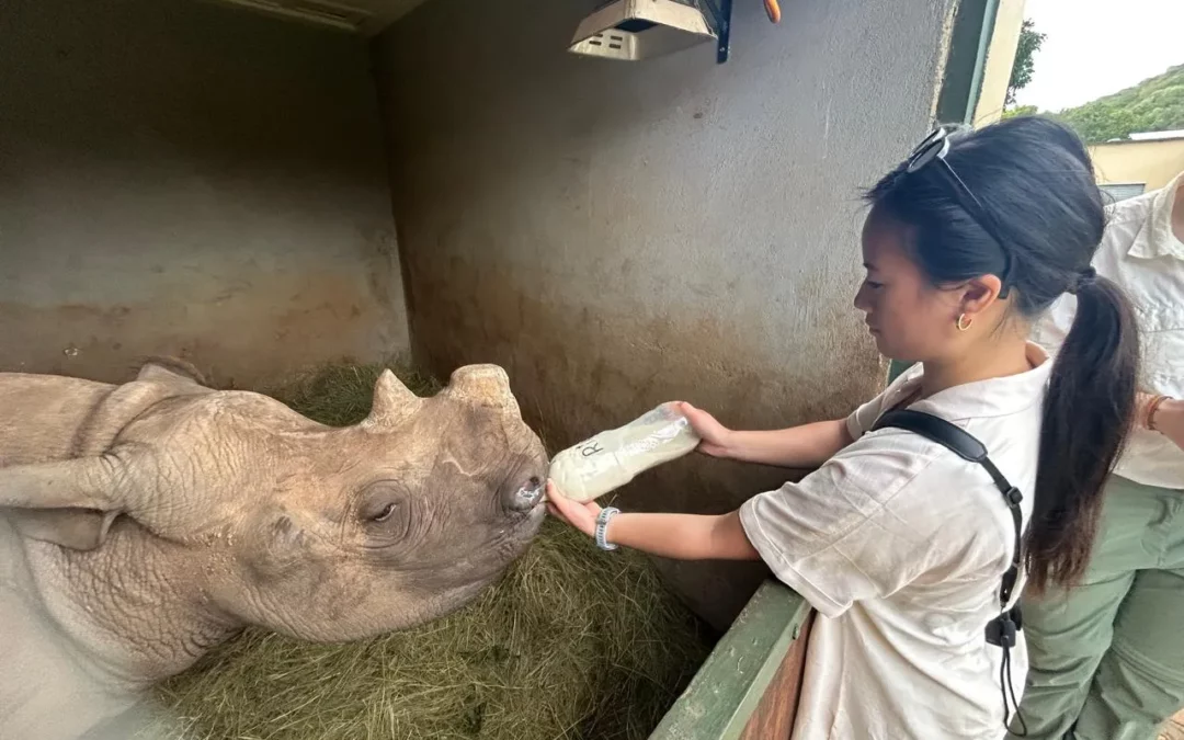 Making Milk for a Rhino Calf