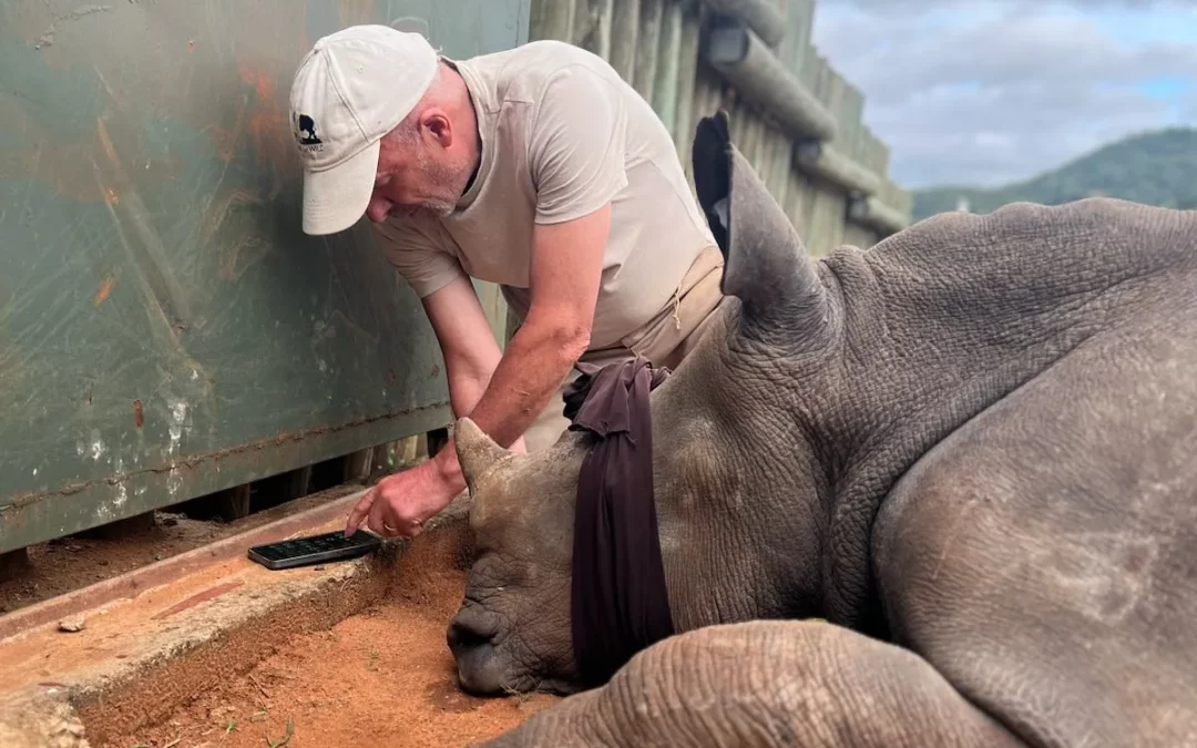 Rhino Horn Trimming