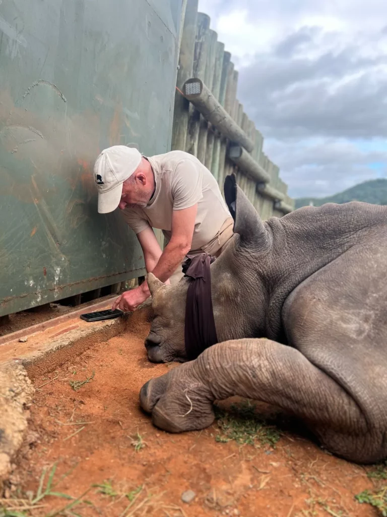 Rhino Horn Trimming