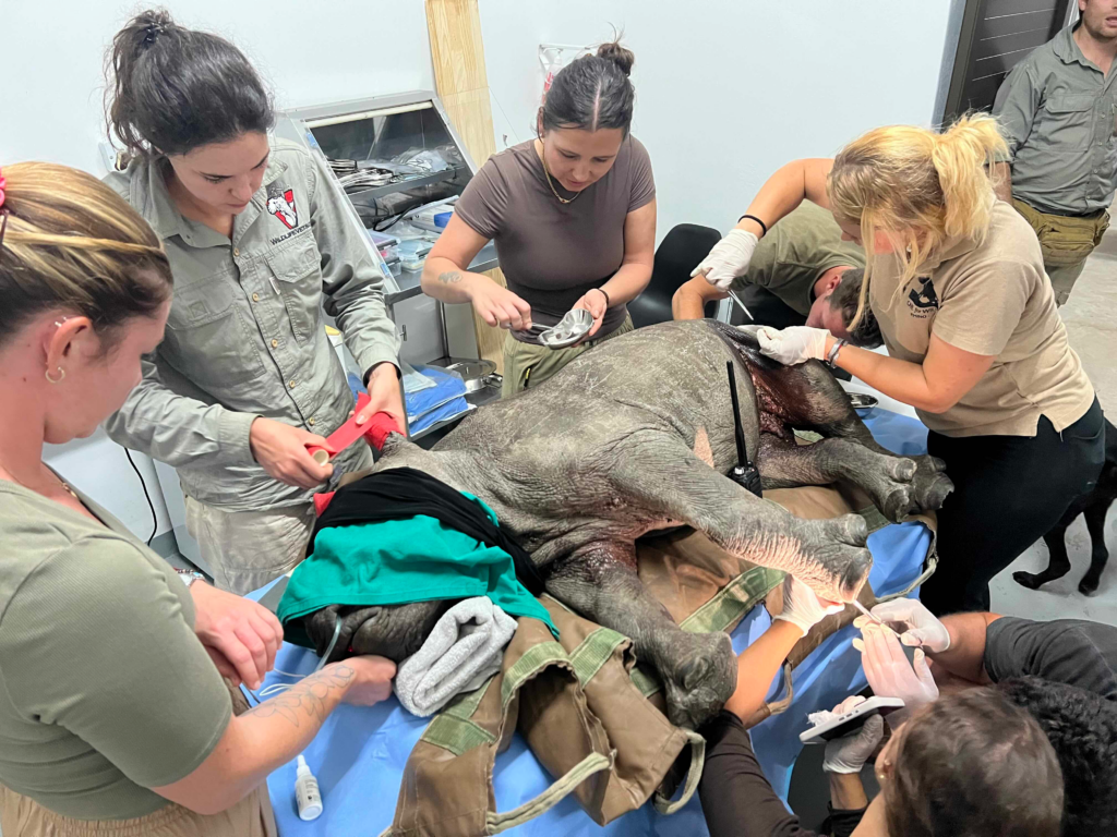 Volunteers working with Care for Wild staff on an injured rhino