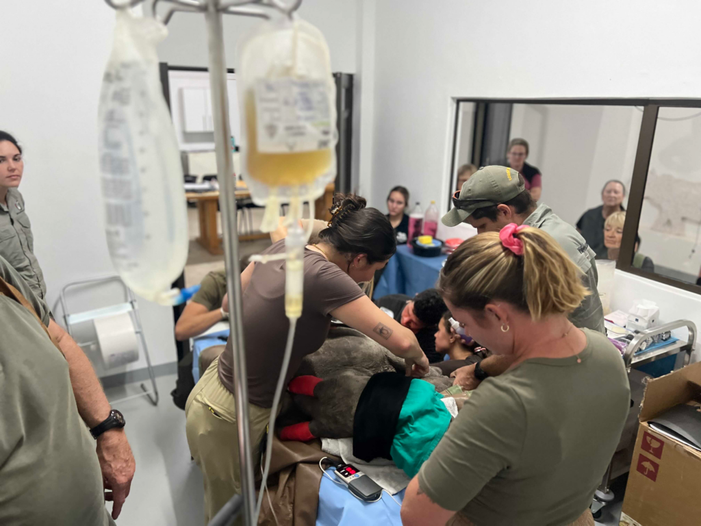 Rhino rehabilitation centre with volunteers helping out